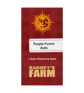 Purple Punch Auto მიერ Barney's Farm ქალური, თესლის რაოდენობა: 1 თესლი