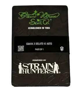 Семена Guava x Gelato 41 Auto от Green House Seeds феминизированные, Количество семян: 1 семя