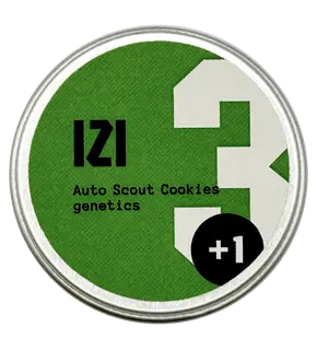Auto Scout Cookies genetics საწყისი IZI Seeds ფემინიზებული, თესლის რაოდენობა: 3 თესლი