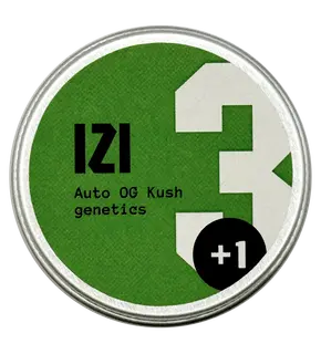 Auto OG Kush genetics from IZI Seeds Feminized, Seeds in Pack: 3 seeds