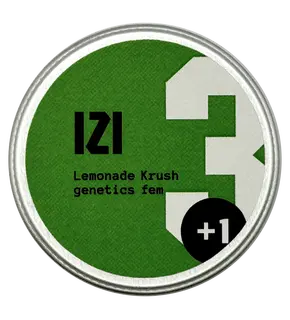 Lemonade Krush genetics from IZI Seeds Feminized, Seeds in Pack: 3 seeds