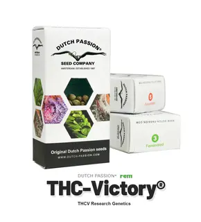 Auto THC-Victory from Dutch Passion Feminized, Seeds in Pack: 1 seed