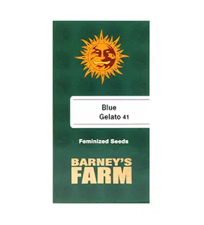 Blue Gelato 41 Barney's Farm-ის მიერ ფემინიზებული, თესლის რაოდენობა: 1 თესლი