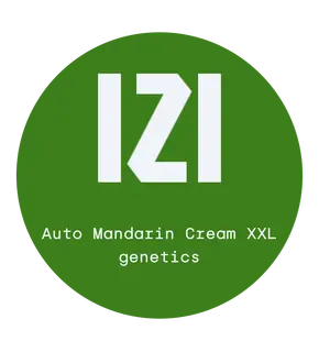 Auto Mandarin Cream XXL საწყისი IZI Seeds ფემინიზებული, თესლის რაოდენობა: 3 თესლი