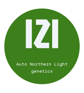 Auto Northern Light genetics from IZI Seeds, Seeds in Pack: 3 seeds