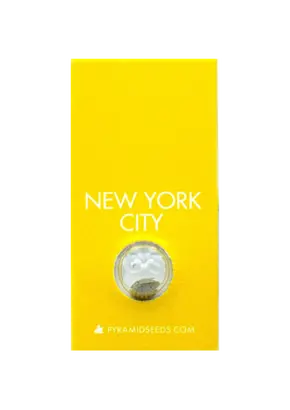 New York City from Pyramid Seeds Feminized, Seeds in Pack: 1 seed