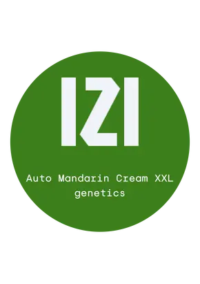 Auto Mandarin Cream XXL საწყისი IZI Seeds ფემინიზებული, თესლის რაოდენობა: 3 თესლი