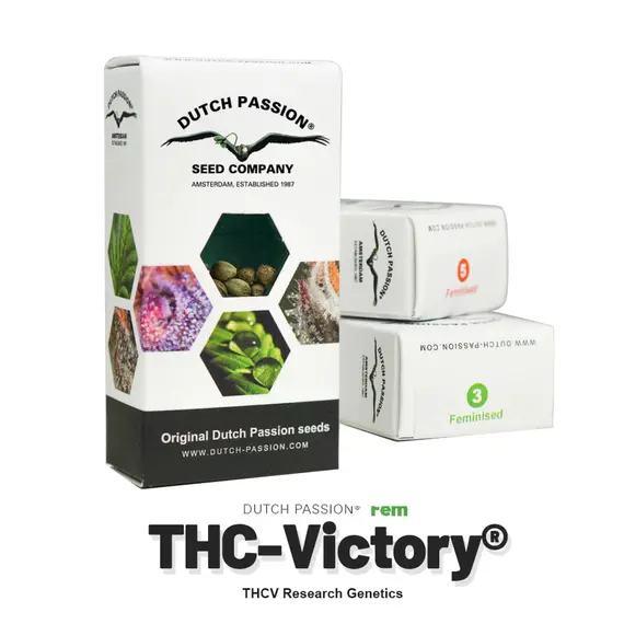 Auto THC-Victory от Dutch Passion: Поднимите себе настроение, Количество семян: 1 семя