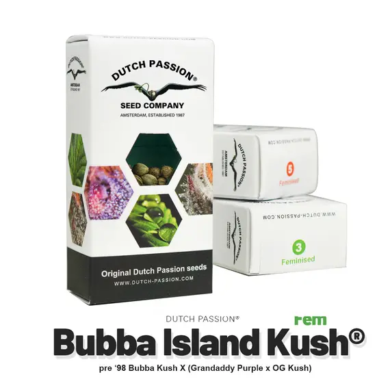 Bubba Island Kush от Dutch Passion: фиолетовый сорт с кисло-сладким фруктовым вкусом и расслабляющим эффектом