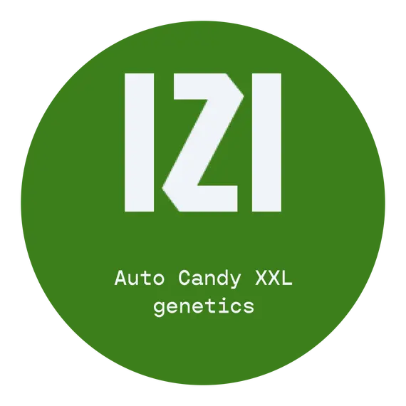 Auto Candy XXL from IZI: A Fruity, Potent Delight, Seeds in Pack: 3 seeds