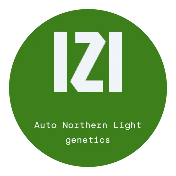Auto Northern Light from IZI Seeds: ტკბილი და ეიფორიული ინდიკა სიამოვნება, თესლის რაოდენობა: 3 თესლი