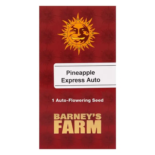 Pineapple Express Auto დან Barney's Farm: ანანასის არომატი და ინდიკას რელაქსაცია, თესლის რაოდენობა: 1 თესლი