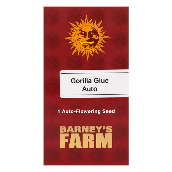 Gorilla Glue Auto-დან Barney's Farm: კრემისებური ყავის არომატი მძიმე ქვის ეფექტით", თესლის რაოდენობა: 1 თესლი