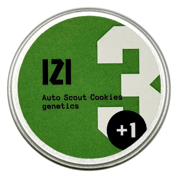 Auto Scout Cookies from IZI Seeds: A Sweet, Earthy Creative Companion, Seeds in Pack: 3 seeds
