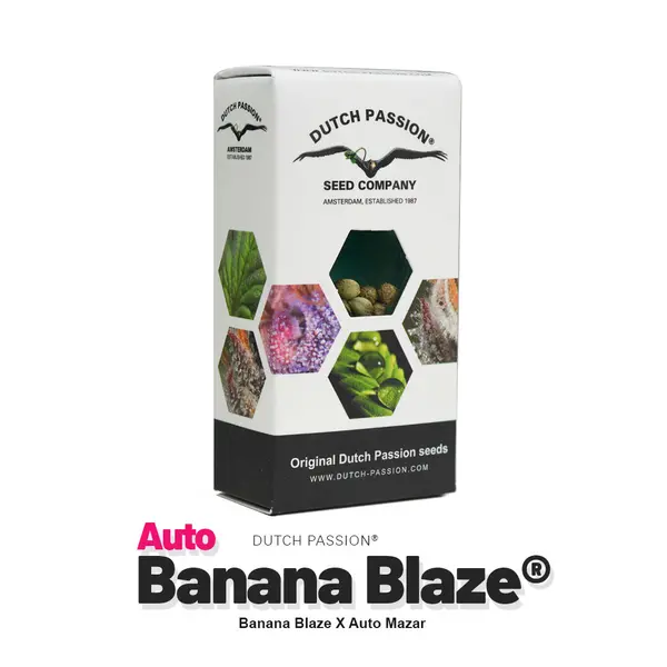 Auto Banana Blaze от Dutch Passion: индика-доминантный сорт со вкусом банана, Количество семян: 1 семя