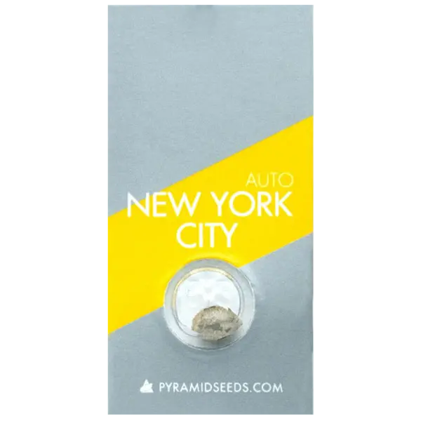 Auto New York City от Pyramid Seeds: цитрусовая эйфория в каждом цветке, Количество семян: 1 семя