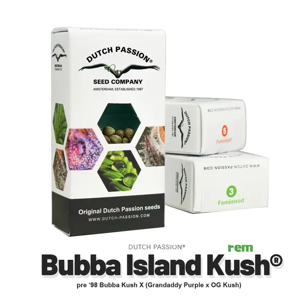 Bubba Island Kush from Dutch Passion: Purple Beauty, Sour-Fruity Taste & Calm High