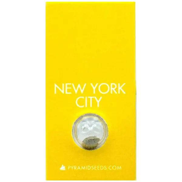 New York City от Pyramid Seeds: цитрусовое вдохновение сативы, Количество семян: 1 семя