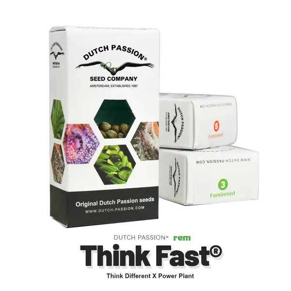 Think Fast from Dutch Passion: Powerful Up-High Effect and Citrus Aroma, Seeds in Pack: 3 seeds