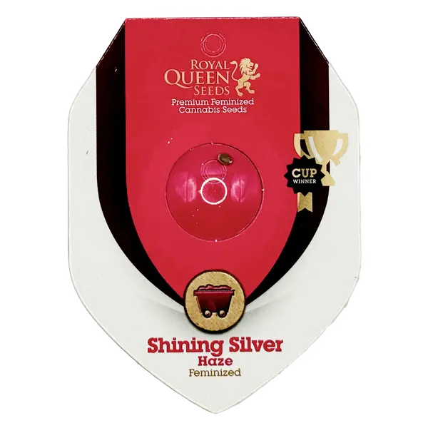 Shining Silver Haze from Royal Queen Seeds: Exquisite Taste Meets Potent High, Seeds in Pack: 1 seed