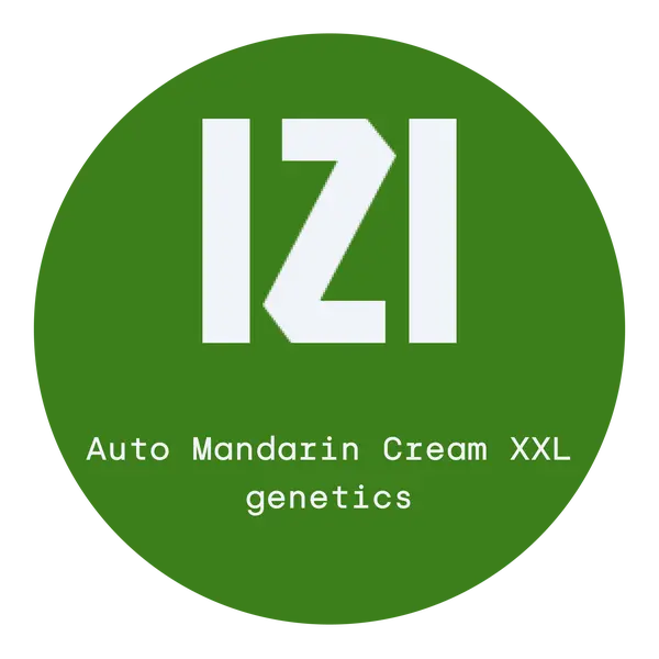 Auto Mandarin Cream XXL from IZI Seeds: უნიკალური გემოვნების გამოცდილება, თესლის რაოდენობა: 3 თესლი